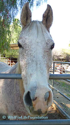 Arabian saved from brink of death